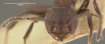Media type: image; Entomology 20820   Aspect: head frontal view